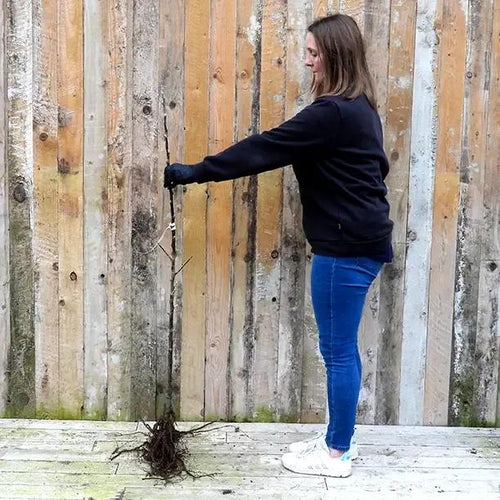 Bareroot Lord Derby Maiden Apple Tree