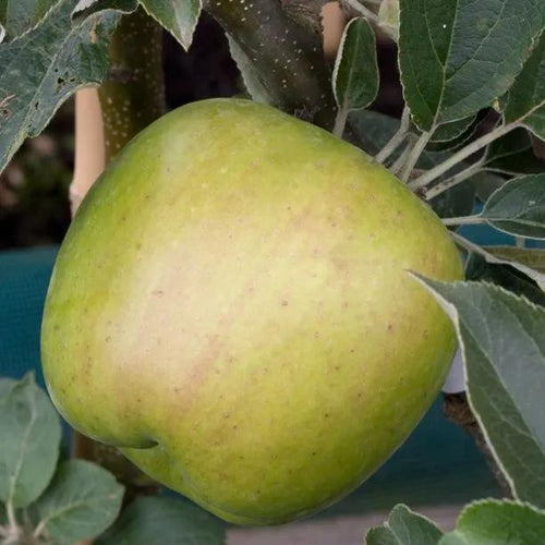Lord Derby Apples on the tree