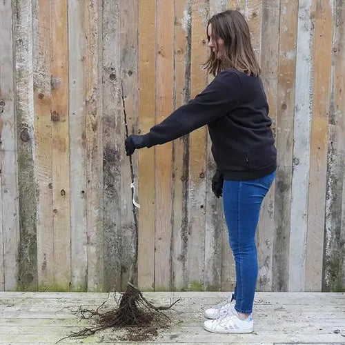 Bareroot Lord Lambourne Maiden Apple