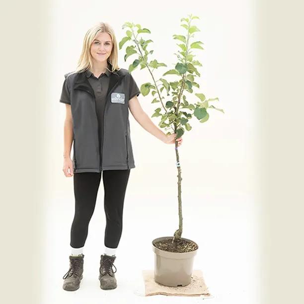 Lord Lambourne Apple Tree - Bush - 10 litre Pot
