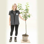 Lord Lambourne Apple Tree - Bush - 10 litre Pot