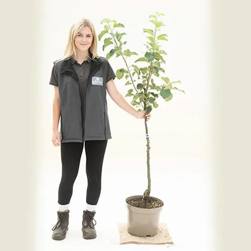 Lord Lambourne Apple Tree - Bush - 10 litre Pot