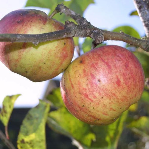 Lord Lambourne Apples on the tree