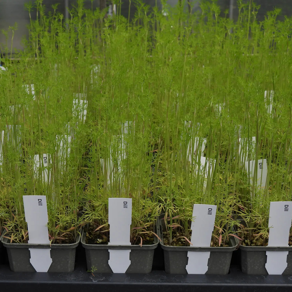 Row of dill herbs in pots with labels in a greenhouse setting