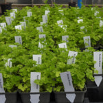 Row of parsley plants in pots with labels in a greenhouse setting