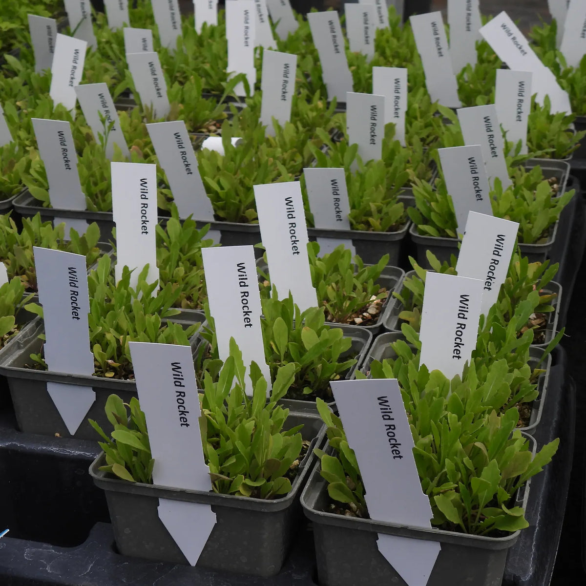 Row of potted plants with labels indicating 'Wild Rocket' in a greenhouse setting.