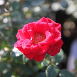 Love Knot Climbing Rose Flowers