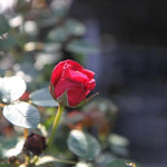 Love Knot Climbing Rose Flowers