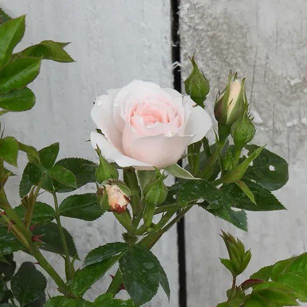 Lovely Bride Pale Pink Rose Flowers