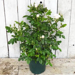 Lovely Bride Potted Patio Rose in flower