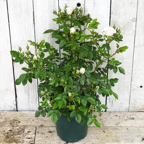 Lovely Bride Potted Patio Rose in flower