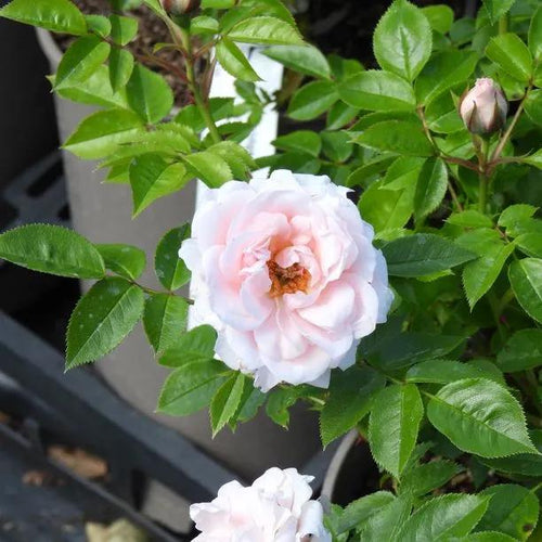 Lovely Bride Rose Flowers