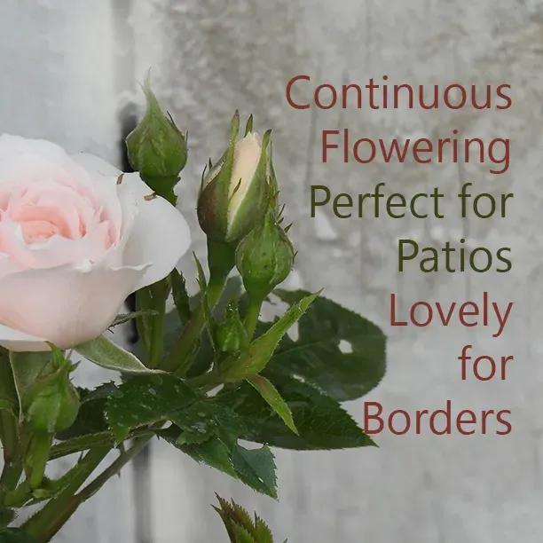 Lovely Bride Rose Flowers - Perfect for Patios