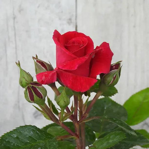 Lovestruck Floribunda Rose Flowers in Flower