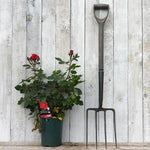 Potted Lovestruck Floribunda Rose in Flower in flower