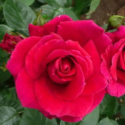 Lovestruck Rose Flowers