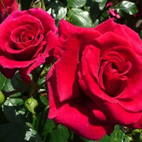 Lovestruck Rose Flowers