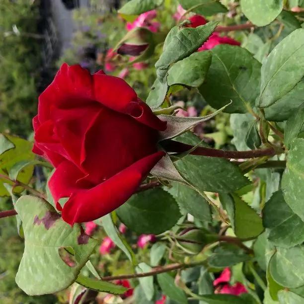 Loving Memory Rose Flowers