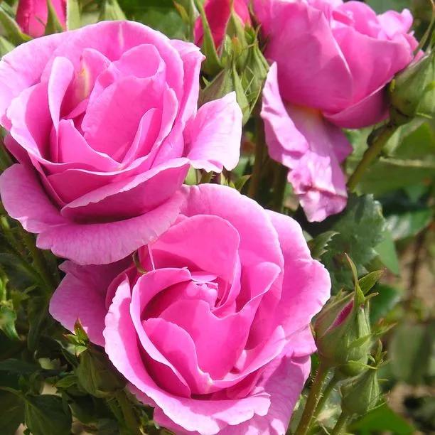 Lucky Floribunda Rose Flowers