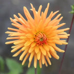 Ludwig Helfert Dahlia Flowers