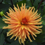 Ludwig Helfert Dahlia Flowers