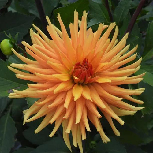 Ludwig Helfert Dahlia Flowers