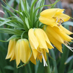 Lutea Crown Imperial Flowers