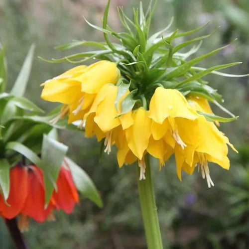 Lutea Crown Imperial Flowers