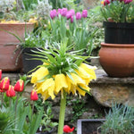 Lutea Crown Imperial Flowers