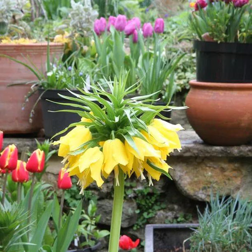 Lutea Crown Imperial Flowers