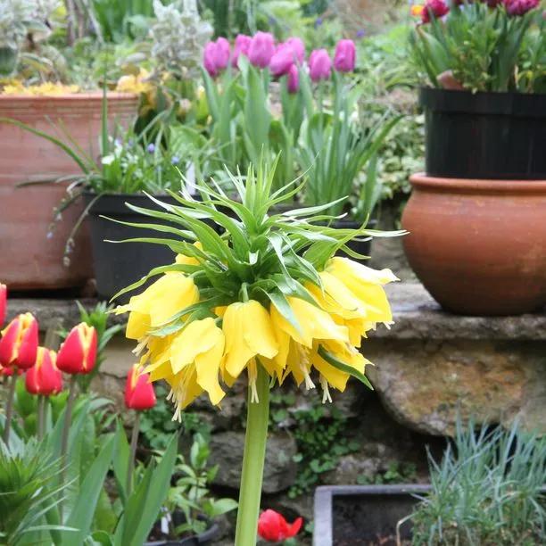 Lutea Crown Imperial Flowers