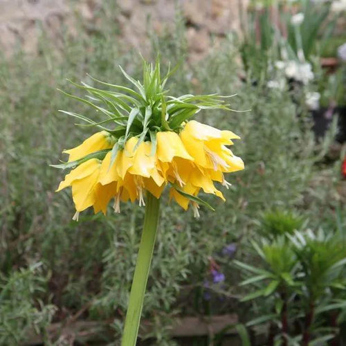 Lutea Crown Imperial Flowers