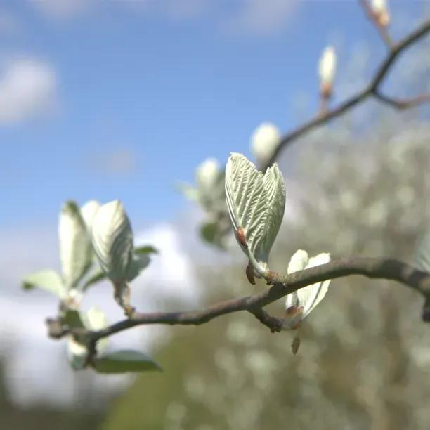 Lutescens Whitebeam Leaves