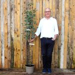 Lutescens Whitebeam Tree 150/175cm tall 10 Litre pot