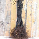 Bareroot M9 apple tree rootstock