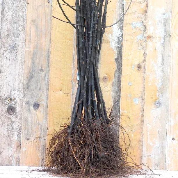 Bareroot M9 apple tree rootstock
