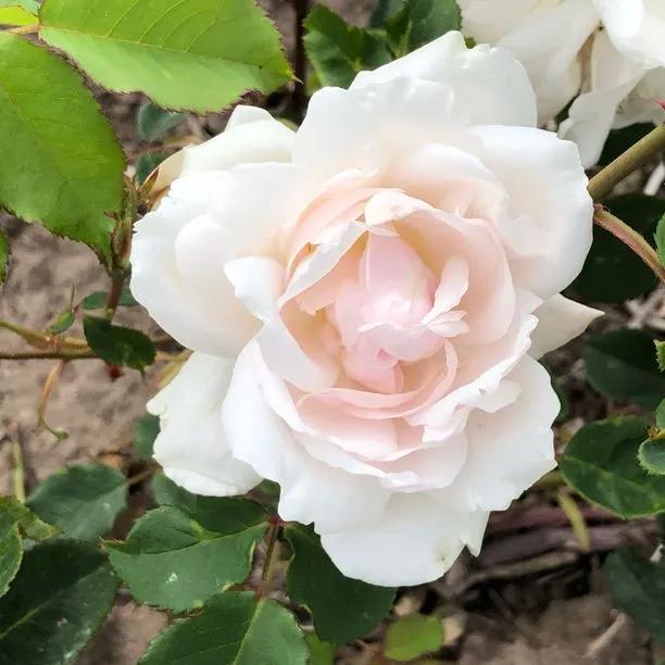 Madame Alfred Carriere Climbing Rose Flowers