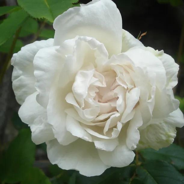 Madame Alfred Carriere Climbing Rose Flowers