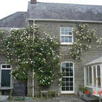 Madame Alfred Carriere Climbing Rose Flowers