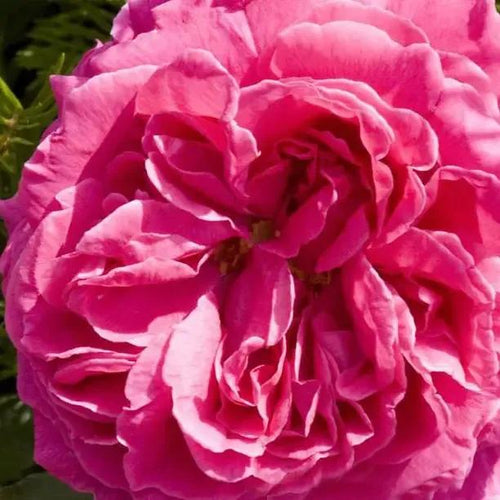 Madame Isaac Pereire Rose Flowers