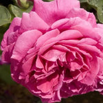 Madame Isaac Pereire Rose Flowers