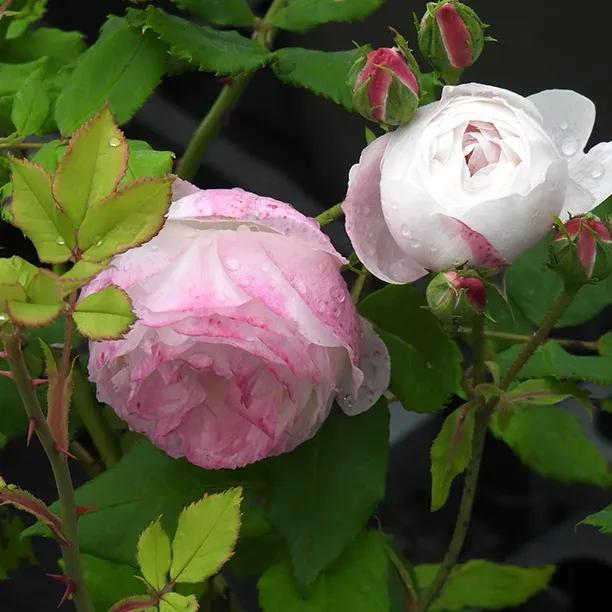 Madame Pierre Oger Rose Flowers