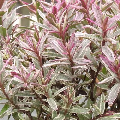 Magic Summer Hebe Leaves