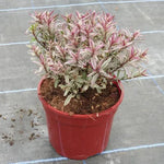 Magic Summer Hebe Plant