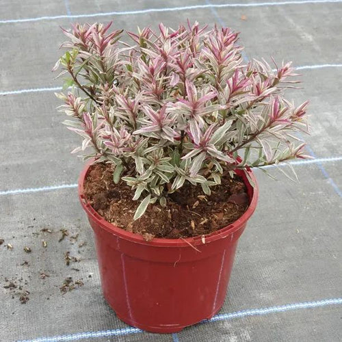 Magic Summer Hebe Plant