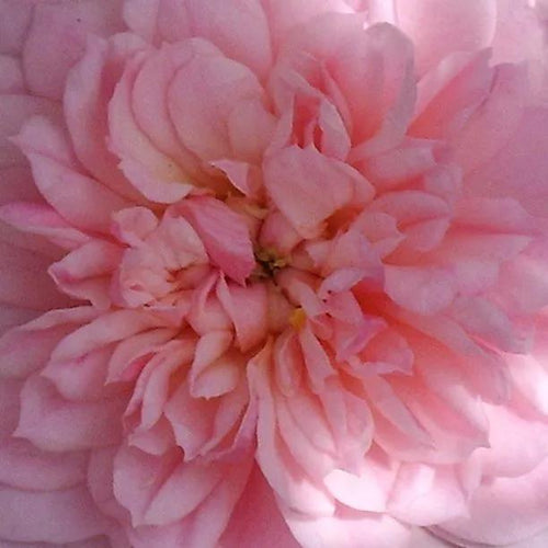 Maidens Blush Rose Flower