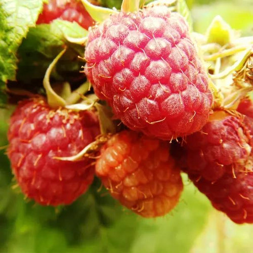 Malling Admiral Raspberries on the bush