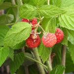 Malling Promise Raspberry Fruit on the Bush