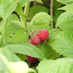 Malling Promise Raspberry Fruit on the Bush