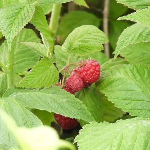 Malling Promise Raspberry Fruit on the Bush